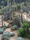 Desert plants in a non-desert place