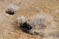 Desert Plants and Rodent Holes