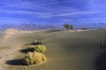 Desert plants on sand dunes