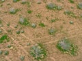 Desert with plants seen from above Royalty Free Stock Photo