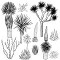 Desert plants. Succulents. Vector illustration