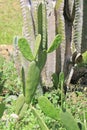 Desert plants with thorns Royalty Free Stock Photo