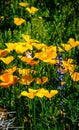 Desert poppys with Lupine