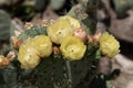 Desert prickly pear, Opuntia phaeacantha, pale yellow flowers Royalty Free Stock Photo