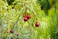 Desert Quandong Plant