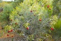 Desert Quandong Plant Royalty Free Stock Photo