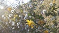 Desert with Red Rocks and Blossoming Larrea Tridentata Plants in Phoenix, Arizona in Spring.