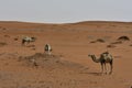 Desert sand and Free Camels, in the heart of Saudi Arabia on the way to Riyadh Royalty Free Stock Photo