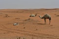 Desert sand and Free Camels, in the heart of Saudi Arabia on the way to Riyadh Royalty Free Stock Photo