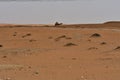 Desert sand and Free Camels, in the heart of Saudi Arabia on the way to Riyadh Royalty Free Stock Photo