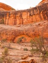 Desert red sandstone cliff with tree and arch Royalty Free Stock Photo