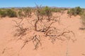 Desert red sandy soil and bushes on it Royalty Free Stock Photo