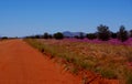 Desert Road and Field of Broad-Leaf Parakeelya flowers in the Central Australia