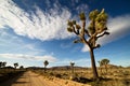 Desert Road with Joshua Trees in the Joshua Tree National Park Royalty Free Stock Photo