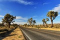 Desert Road with Joshua Trees in the Joshua Tree National Park Royalty Free Stock Photo