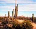 Desert Road Sonora desert Arizona Royalty Free Stock Photo