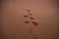 Arabic sand desert at Liwa, UAE