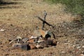 Desert Rock Pile Grave in Sonoran Desert Royalty Free Stock Photo