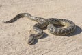 Desert rock python on sandy ground Royalty Free Stock Photo