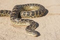 Desert rock python on sandy ground Royalty Free Stock Photo