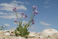Desert Rocket Diplotaxis Acris Specimen in Bloom near Sde Boker Israel