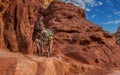 Desert rocks majestic landscape view with domestic donkey center of composition, Middle East wild country side environment