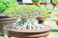 Desert rose or Adenium flower in Bonsai style