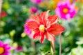 Desert Rose Adenium genus of Dahlia flowering plants in Apocynum family. A sun loving plant looks like a bonsai. Blooms in