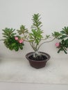 Desert Rose (Adenium Obesum), Impala Lily, Mock Azela