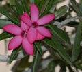 Desert rose adenium obesum, in Pheonix Arizona