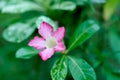 Desert rose, APOCYACEAE or Adenium obesum or Mock Azalea or Pinkbignonia or Impala lily with flower