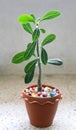 Desert rose Bignonia in handmade flowerpot Royalty Free Stock Photo