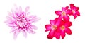 Desert rose and Chrysanthemums flowers blooming isolated on white background with clipping path and make selection. Beauty Royalty Free Stock Photo