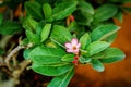 Desert Rose, Chuanchom, Impala lily, Pink bignonia, Mock Azalea, flower Adenium obesum, Dogbane Family, Apocynaceae Royalty Free Stock Photo