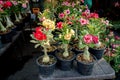 Desert Rose, Chuanchom, Impala lily, Pink bignonia, Mock Azalea, flower Adenium obesum, Dogbane Family, Apocynaceae Royalty Free Stock Photo