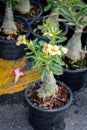 Desert Rose, Chuanchom, Impala lily, Pink bignonia, Mock Azalea, flower Adenium obesum, Dogbane Family, Apocynaceae Royalty Free Stock Photo