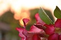 Desert rose and drop of water in park on sunset Royalty Free Stock Photo