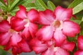 Desert rose and drop of water in park on sunset Royalty Free Stock Photo