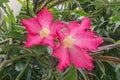 Desert rose,Floral background