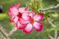 Desert Rose flower Royalty Free Stock Photo