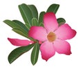 Desert Rose Flower