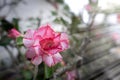 Desert rose flower