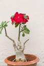 Desert Rose is a flower. flower Red Adenium with jardiniere