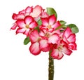 Desert rose flower isolated. Royalty Free Stock Photo