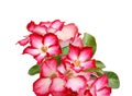 Desert rose flower isolated. Royalty Free Stock Photo