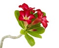 Desert rose flower isolation Royalty Free Stock Photo