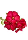 Desert rose flower isolation Royalty Free Stock Photo