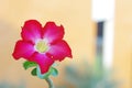 Desert rose flower Royalty Free Stock Photo