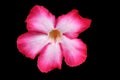Desert Rose flower or Lily beautiful Pink on black background and clipping path