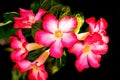 Desert Rose flower or Lily beautiful Pink On the tree on black background Royalty Free Stock Photo